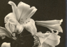 Pennsylvania Horticultural Society – Ida W. Pritchett Photograph Collection